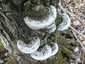 Parázstapló (Phellinus igniarius), Vértes